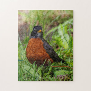 Puzzle Curieux oiseau-chanteur américain Robin dans l'her
