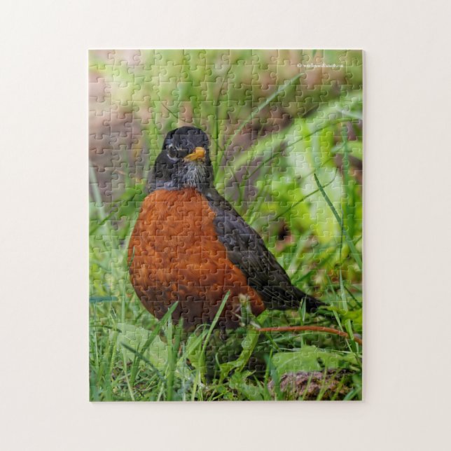 Puzzle Curieux oiseau-chanteur américain Robin dans l'her (Vertical)