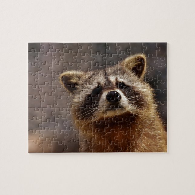 Puzzle Curieux Raccoon (Horizontal)