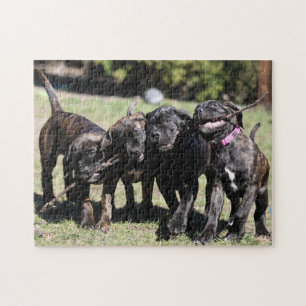 Puzzle Cute Cane Corso Chiot