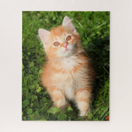 Puzzle Cute Fluffé Orange Tabby Chat Kitten