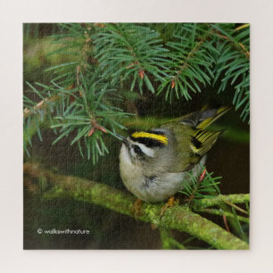 Puzzle Cute Kinglet Songbird Causes Stir in the Fir