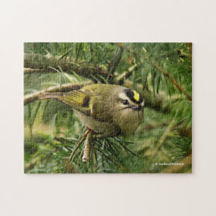 Puzzle Cute Kinglet Songbird Causes Stir in the Fir