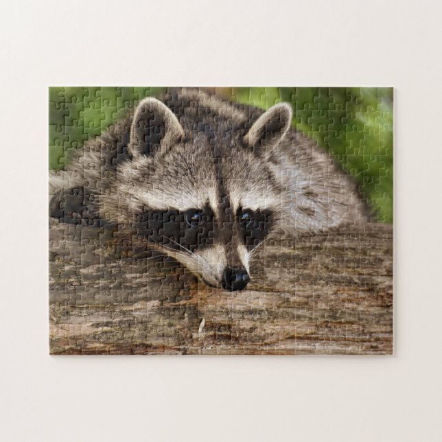 Puzzle Cute Raccoon en forêt Photo (Horizontal)