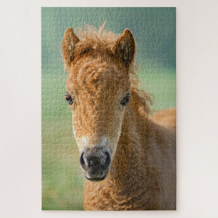 Puzzle Cute Shetland Pony Foal Horse Head Photo frontale