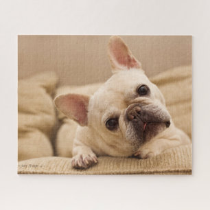 Puzzle Cutest Baby Animals   French Bulldog Head Tilt