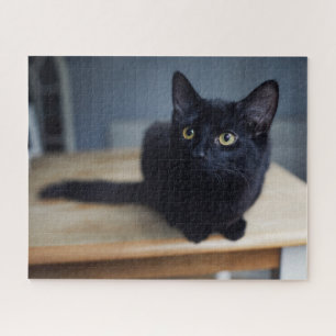 Puzzle Cutest Baby Animals Portrait of a Black Cat