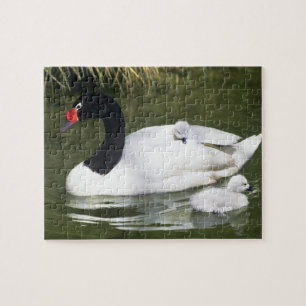 Puzzle Cygne à cou noir adulte et cygnets dans l'eau.