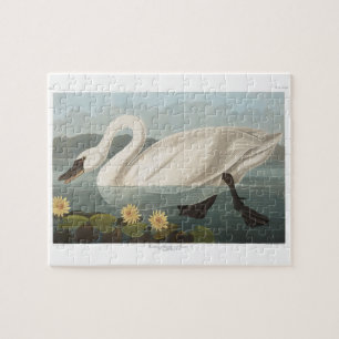 Puzzle cygne audubon cygnes d'eau blanche