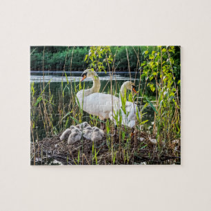 Puzzle Cygnes et jeunes cygnes