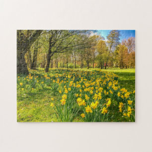 PUZZLE DAFFODIL