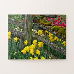 Puzzle Daffodique de printemps