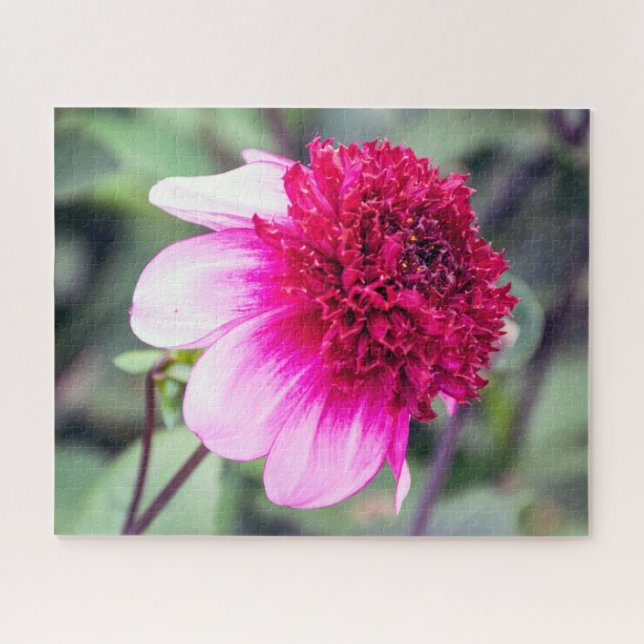 Puzzle Dahlia à deux tonalités, rose frileux et magenta (Horizontal)