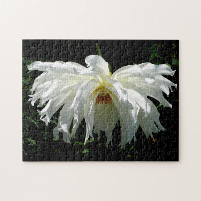 Puzzle Dahlia blanche pleur (Horizontal)