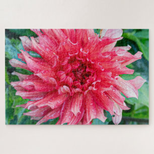 Puzzle Dahlia Pink Photographie canadienne de fleurs
