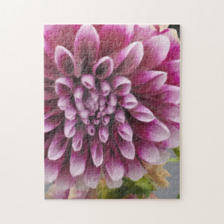 Puzzle Dahlia rose