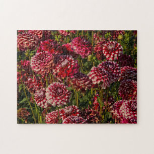 Puzzle Dahlies, ferme de dahlias, Canby, Oregon, États-Un