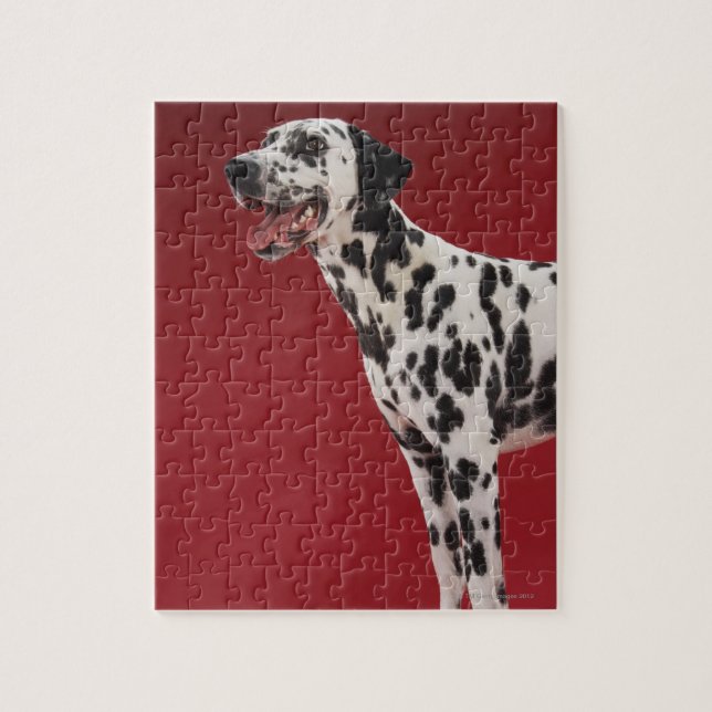 Puzzle Dalmatien 6 (Vertical)