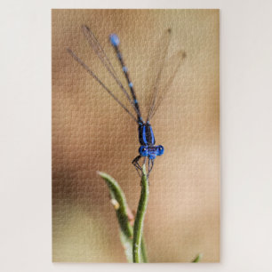 Puzzle Danse du Damselfly