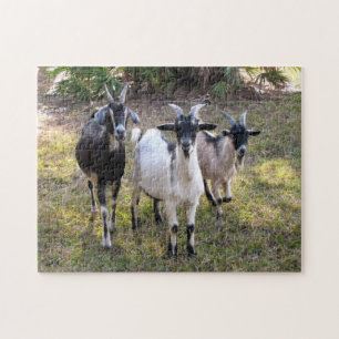 Puzzle de Billy Goats