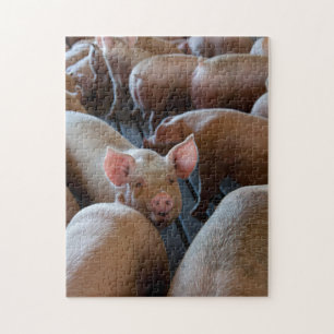 Puzzle De bons porcs sur une ferme de cochons