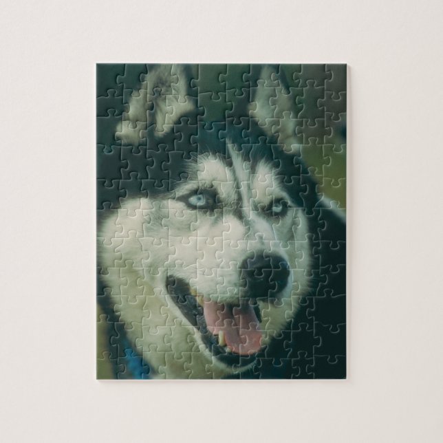 Puzzle de chien de chien de traîneau sibérien (Vertical)