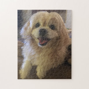 Puzzle de chien Peekapoo