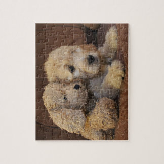 Puzzle de chiot de Goldendoodle