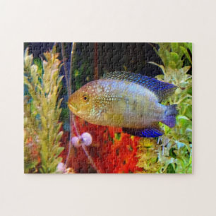Puzzle de Cichlid de Jack Dempsey