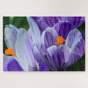 puzzle de crocus