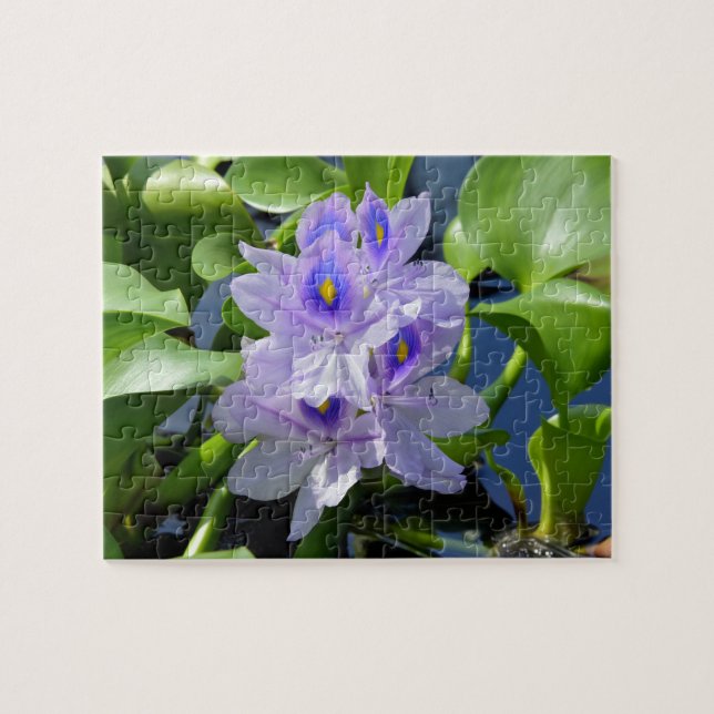 Puzzle de fleurs d'eau Hyacinth Lavande (Horizontal)