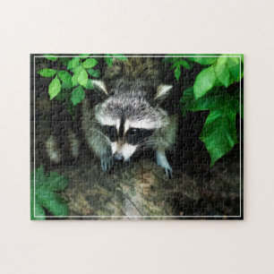 Puzzle de jeu de Racoon