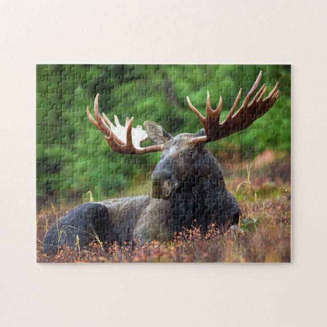 Puzzle de photo de faune d'orignaux (Horizontal)