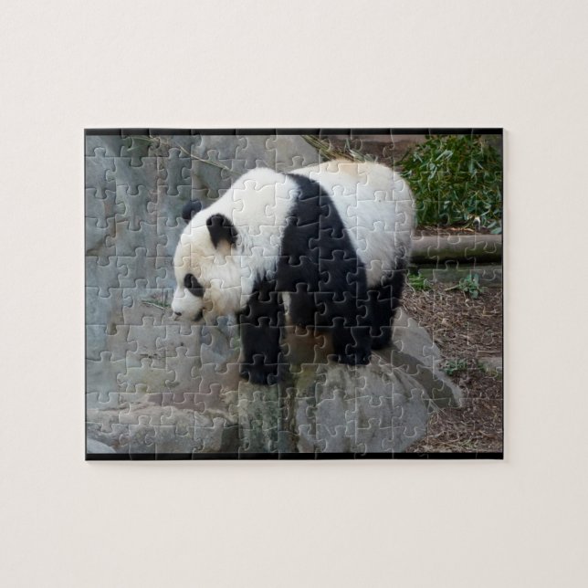 Puzzle de photo réelle Panda Bear Jigsaw (Horizontal)