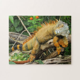 Puzzle de photos d'Iguana