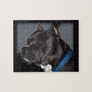 Puzzle de Pitbull