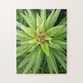 Puzzle de Plante à feuilles vertes par Darin Jones