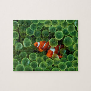 Puzzle de poisson