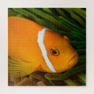 Puzzle de poisson clown