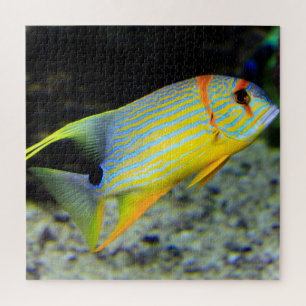 Puzzle de poisson tropical