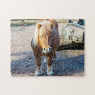Puzzle de poney des Shetland