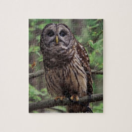 Puzzle de puzzle de Chouette Barred