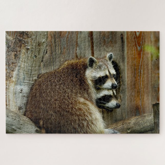 puzzle de raccoons (Horizontal)