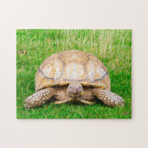 Puzzle de Tortue