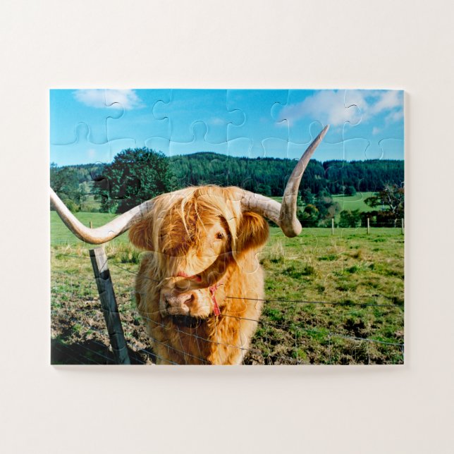 puzzle de vache Highland (Horizontal)