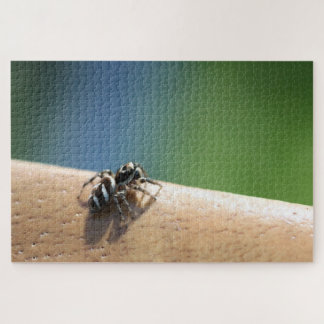 Puzzle de Zebra Spider