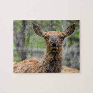 Puzzle d'Elk américain
