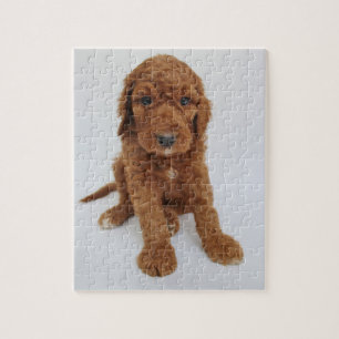 Puzzle denteux de chiot de Goldendoodle