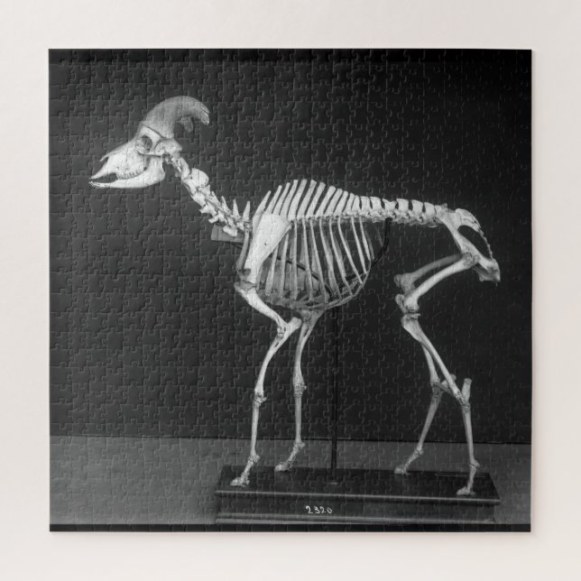 Puzzle Déplaisant Bighorn Sheep Mounted Skeleton B&W Phot (Vertical)