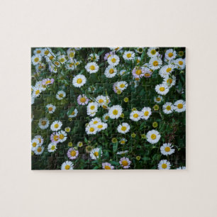 Puzzle des daties d'Erigeron